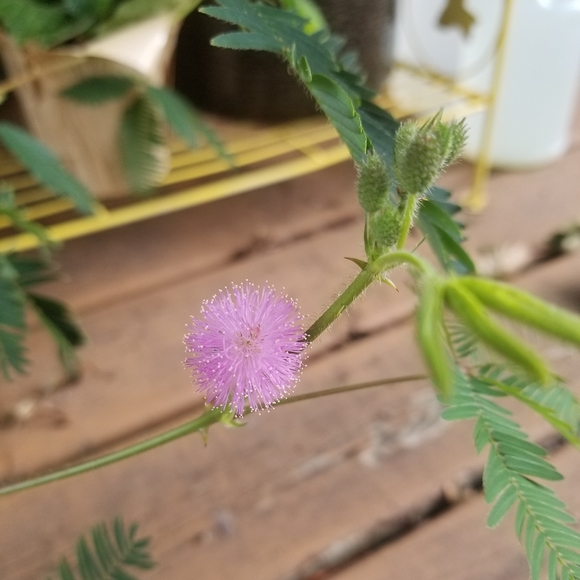 Meet your Posher, Hannah - Picture 5 of 6